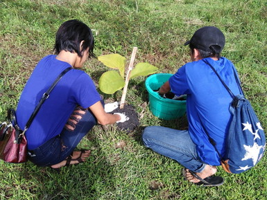 ミャンマーチーク苗木植林