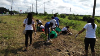 ミャンマーチーク苗木植林