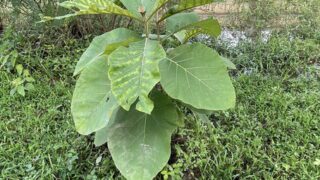 チーク苗木4年後