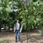 チークの苗木の2年の成長