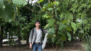 チークの苗木の2年の成長